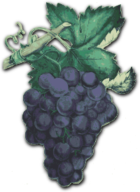 Purple Grapes Cutout
