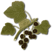 Blackcurrant
