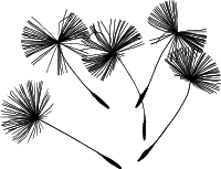 Dandelion seeds