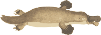 Platypus