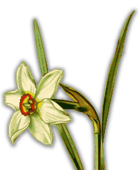 Daffodil