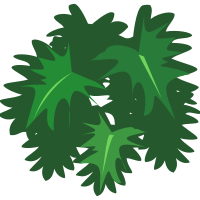 Philodendron