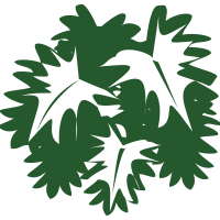 Philodendron