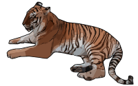Sleeping Tiger