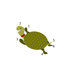 Agranoff's turtle