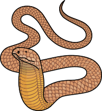 King Cobra