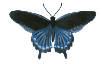 Pipevine Swallowtail