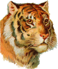 Isolated Tiger Head