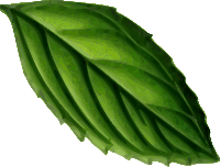 Mint Leaf