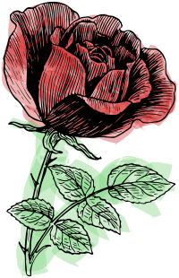 Rose Line Art - Rough Colour Remix