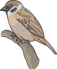 Sparrow