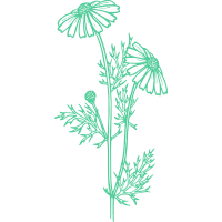Daisy Flowers