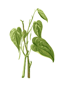 Betel Leaves
