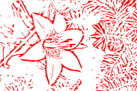 Abstract Red Flower