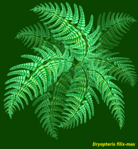 fern