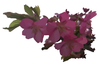 Cherry Blossoms