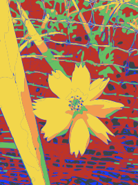 Yellow Flower