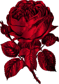 Vintage Rose Line Art Vermilion