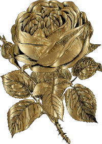Vintage Rose Line Art Gold