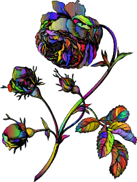 Vintage Rose Line Art 2 Polyprismatic