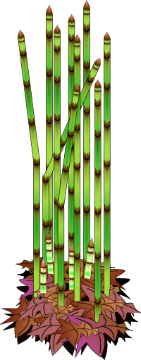 rough horsetail