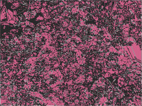 Abstract Pink Flowers