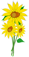 Helianthus