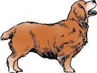 Brown Clumber Dog