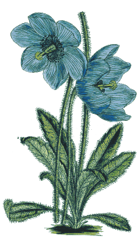Blue Poppy