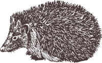 Hedgehog