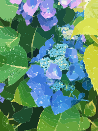 Beautiful Hydrangea
