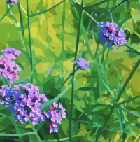 Purple Flowers