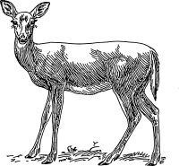 doe 1