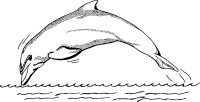 dolphin 1