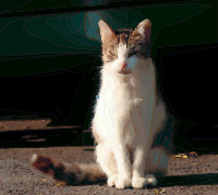 Waiting Cat