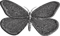 Vintage Butterfly 4 Duochrome