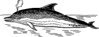dolphin 2