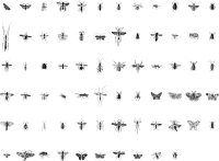 Entomology