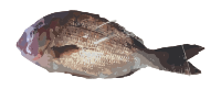 Fish as Food