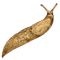 Slug
