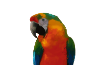 Parrot Head