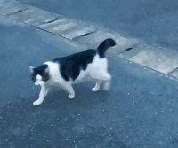 Cat on the Road