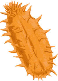 Kiwano