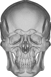 3D Skull Face