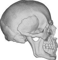 3D Skull Face Profile
