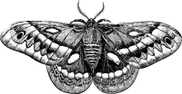 Moth