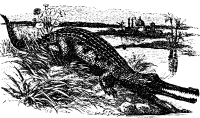 Crocodile