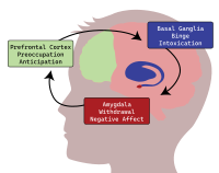 Three Stage Addiction Cycle - Brain Profile with Regions