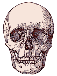 Human Skull