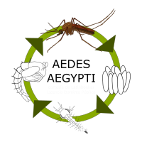 Ciclo de vida del mosquito del DENGUE